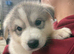 Siberian husky/Malamute puppies