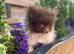 Chocolate Parti Pomeranian