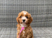 Beautiful fox red cavapoochon pups