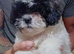 Tiniest Jackapooshih only 1 boy & 1 girl left