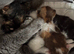 1/2 british short hair kittens