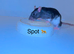 Beautiful mixed gender baby rats