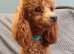 Toy poodle female