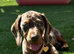 Last 2 Gorgeous Dapple Dachshund Puppies
