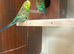 Lovely pair in Dagenham rm9 area