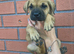 Labrador x american bulldog puppies