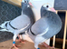 Young birds for sale