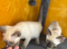 Siamese girl kittens ready now