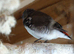 1 x Juvenile Diamond Firetail Finch