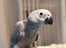 HandReared super tame grey