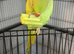 Baby ringncek Talking Parrot