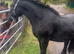 3 yo fell pony gelding