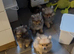 Gorgeous Pom's looking for their forever home
