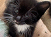 RAGDOLL X BOY READY NOW
