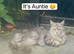 Mixed Maine Coon Boy Looking for a Loving Home