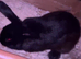 2 Rabbits