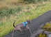 6-Month-Old Staffy Looking for a Loving Forever Home