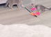 British shorthair tabby kittens