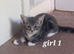 beautiful kittens available
