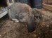 Female pure French lop
