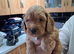 1 wonderfull male cockerpoos
