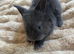 Angora x lionhead babies