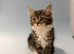 Lovely kittens are looking for a new home.