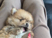 Teddy bear tiny pomeranian boy