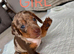 Beautiful true to size Miniature Dachshunds
