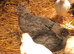 5 week old sexed pullet chicks