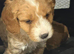 Cavapoo puppies