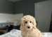 F1b cockapoo boys