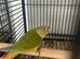 Hand Reared Baby Green Cheeked Conures