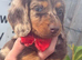 Miniature Dachshund girls
