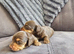 Mini long hair dachshund pups