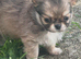Kc registered male long coat chihuahuas.