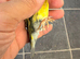 2025 peathrot goldfinch mule