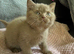 Stunning cinnamon British shorthair