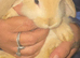 3 lionhead and 2 lop
