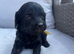 Health tested cavapoos