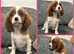 KC Reg DNA Clear cavalier King Charles puppies