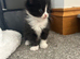 Beautiful felix girl for sale