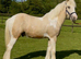 Quality Yearling Colt to make 14.3
