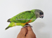 Stunning baby Senegal ready soon