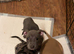 ABKC AMERICAN STANDARD BULLIES