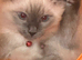 7 month old ragdoll