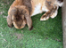 French lop Male Frank