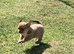 Stunning short haired boy chihuahua