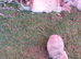 Beautiful mini lop baby rabbits