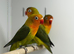 Love birds